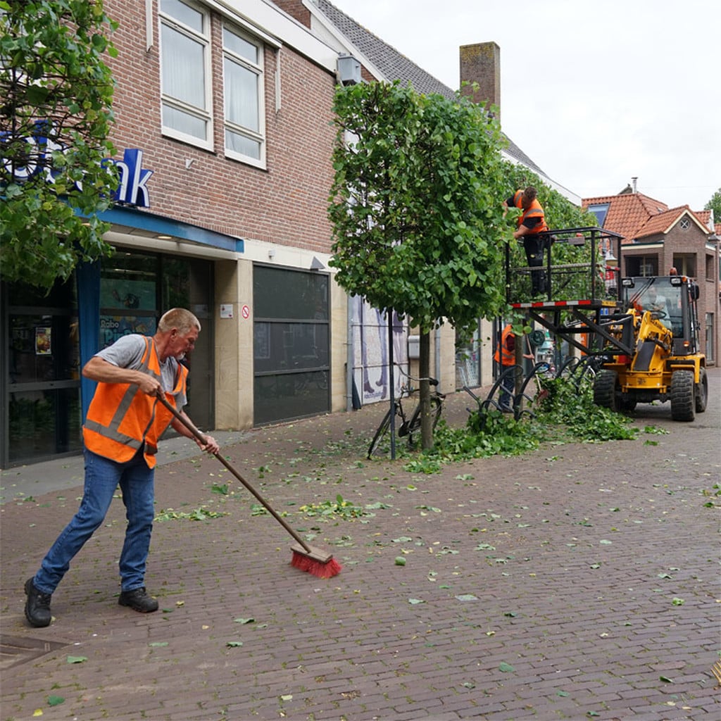 Ook bij bomen komt de kapper | DalfsenNet
