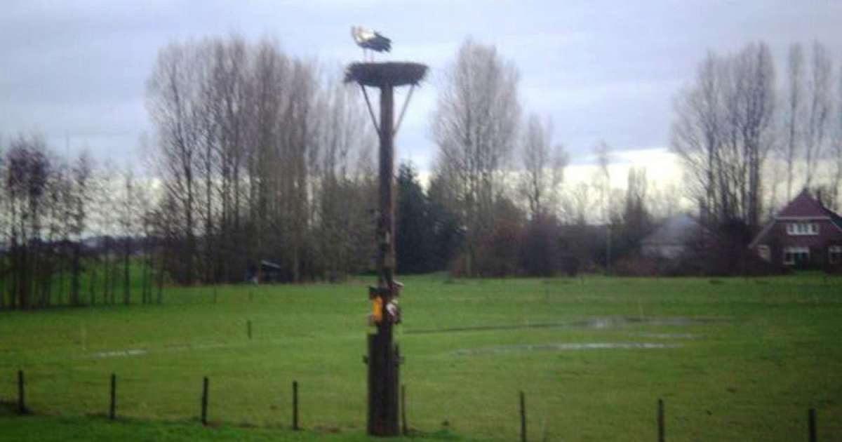 Al weer ooievaars in Laag Zuthem