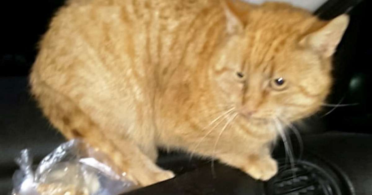 Onze kat heet poes: maar hij is wel weg | DalfsenNet