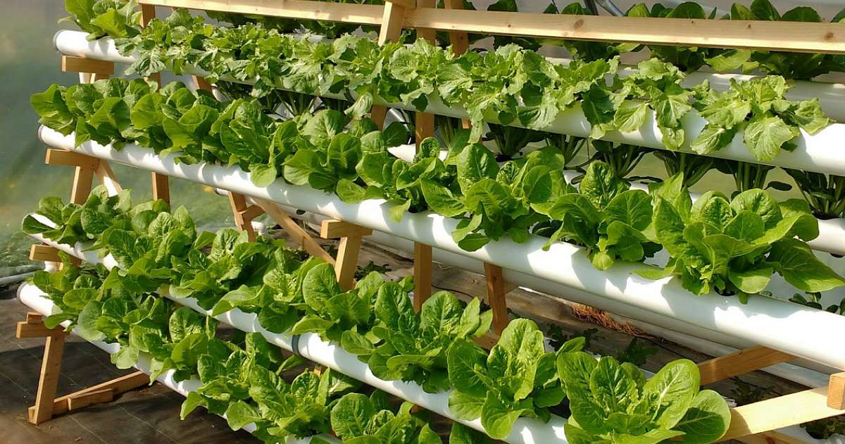 Hydroponics in Lemelerveld is een succes