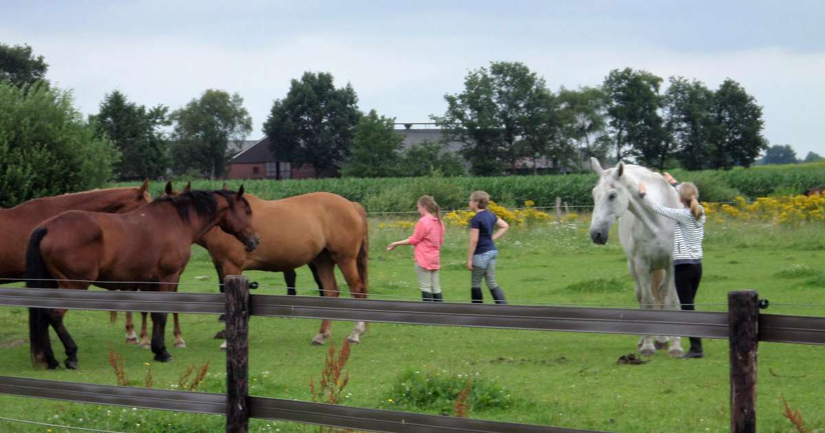 Paarden picknick en Rommelmarkt