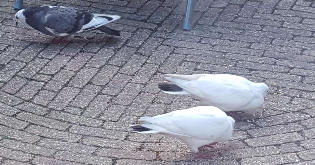 Zo vlogen de postduiven van Dalfsen