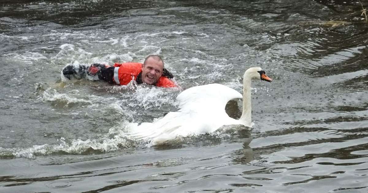 Brandweer Lemelerveld op zwanenjacht.