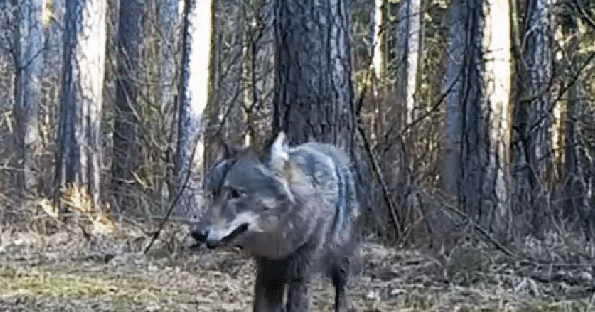 Weer een wolf in de buurt bezig?