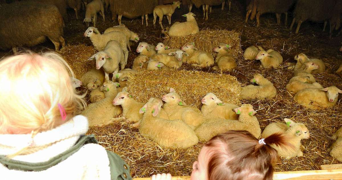 Lammetjesdag bij de schaapskooi lemelerberg.