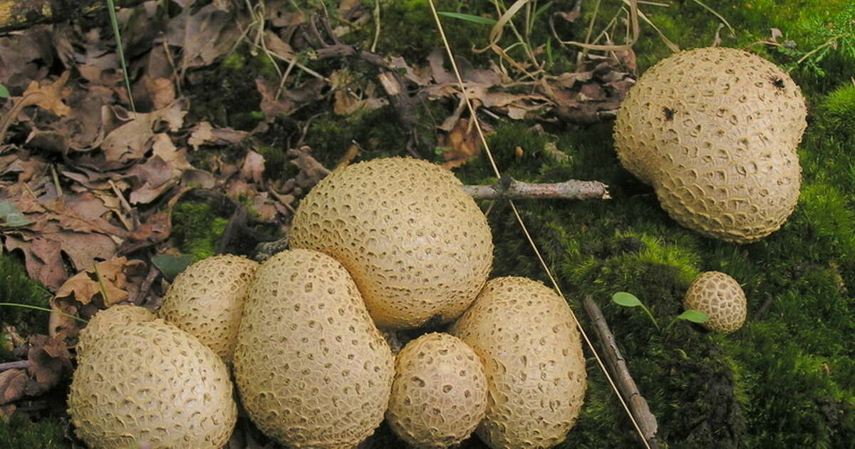 nederlandse-paddenstoelen-de-aardappelbovist-dalfsennet