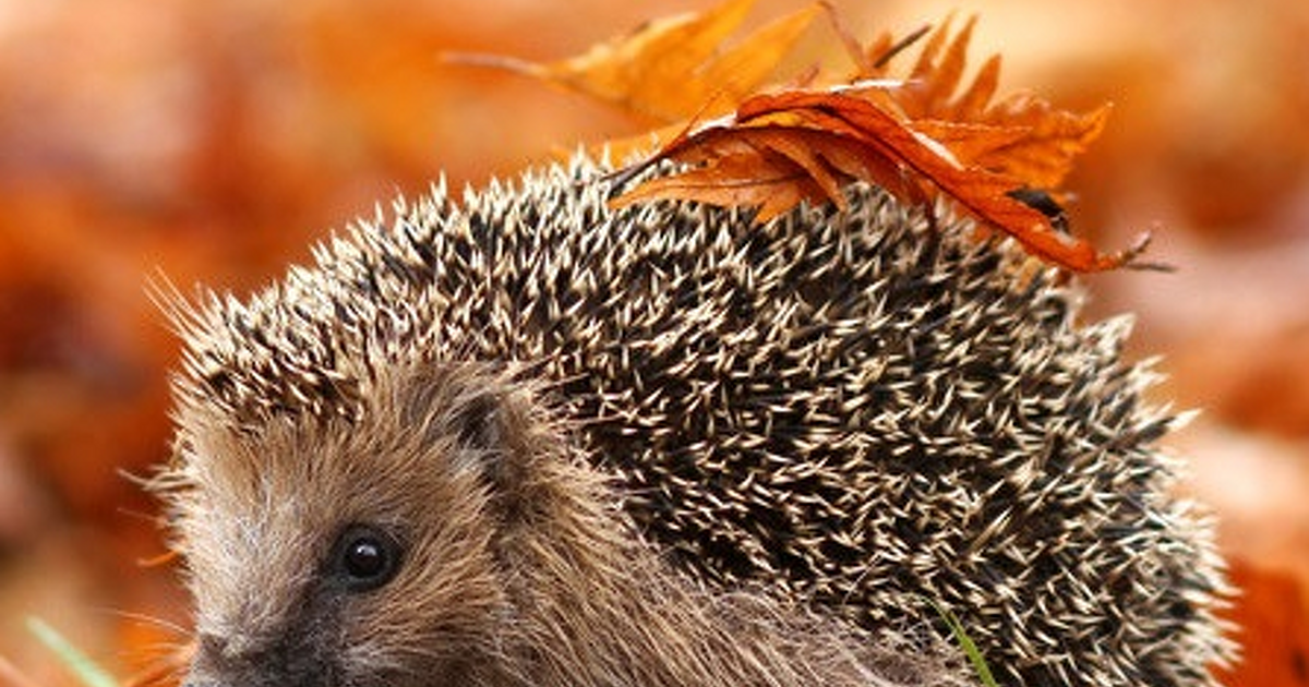 Herfst speurtocht voor de kinderen in Vilsteren