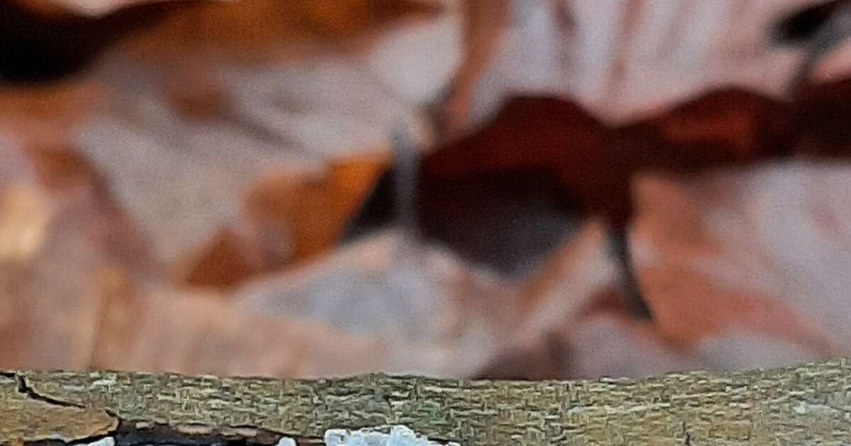 IJshaar gespot In Visteren