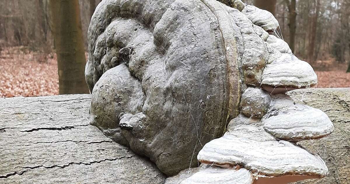 Tondelzwammenkunst