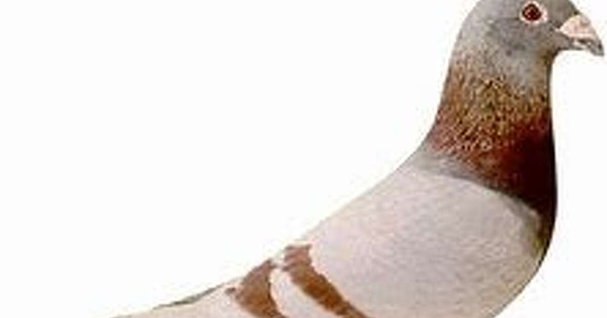 Zo vlogen de duiven… uit Nieuwleusen