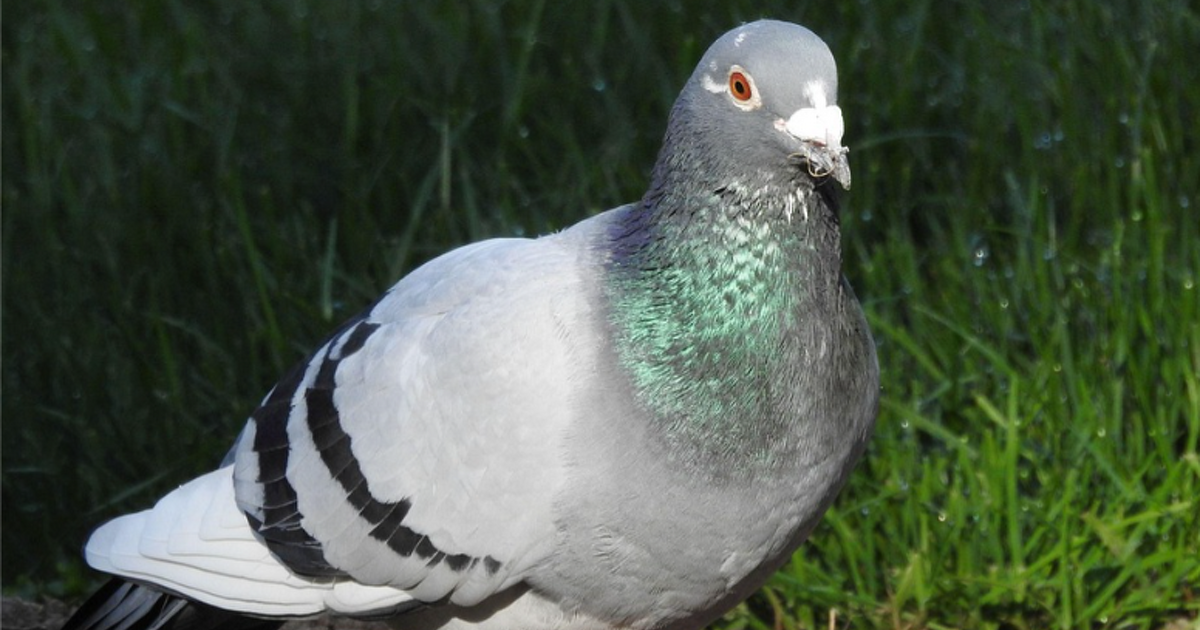 Zo vlogen de duiven uit Nieuwleusen