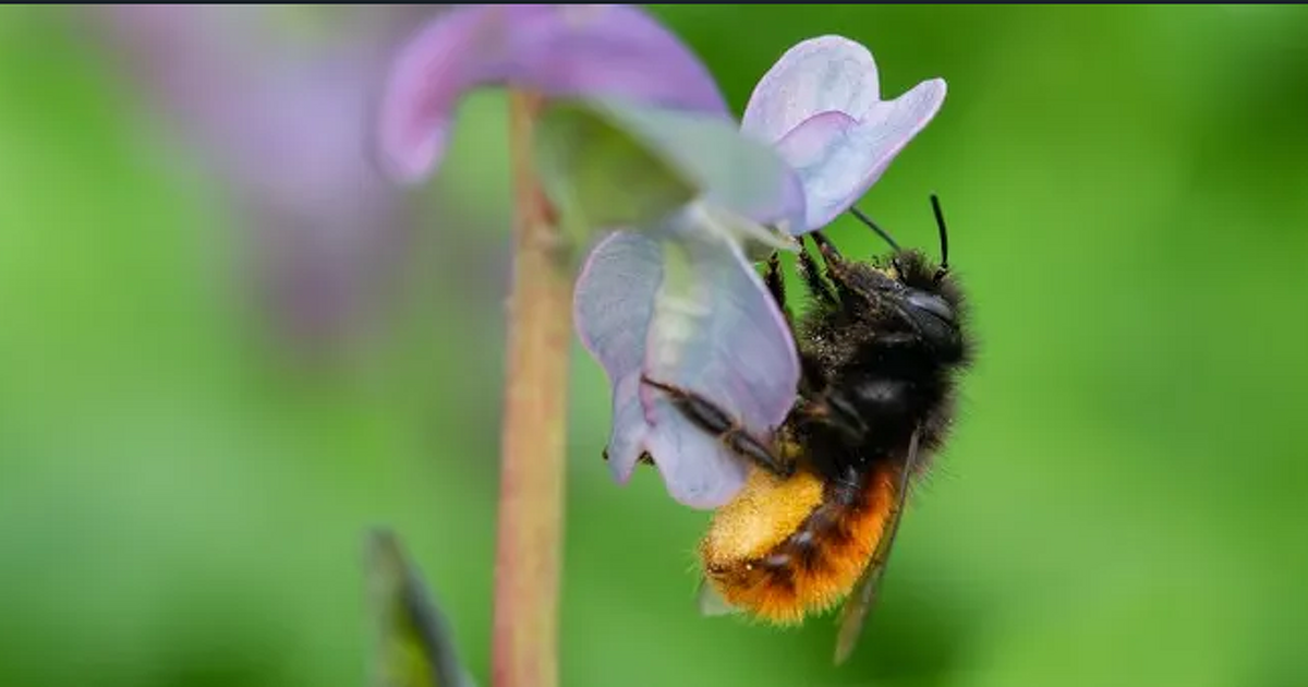 De Nationale Bijentelling is begonnen