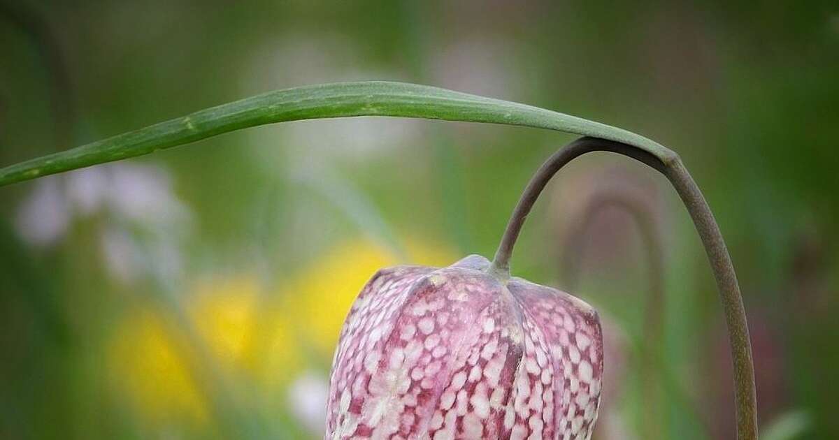 Femmie bij andere Holten: niet bij Rijssen