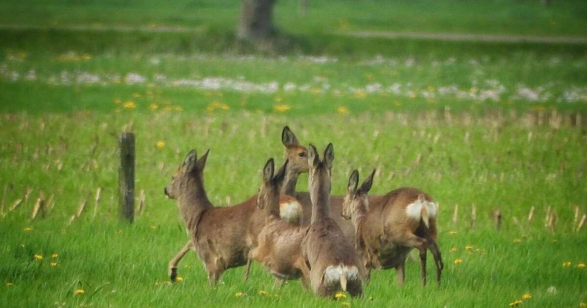 Een zeven sprong