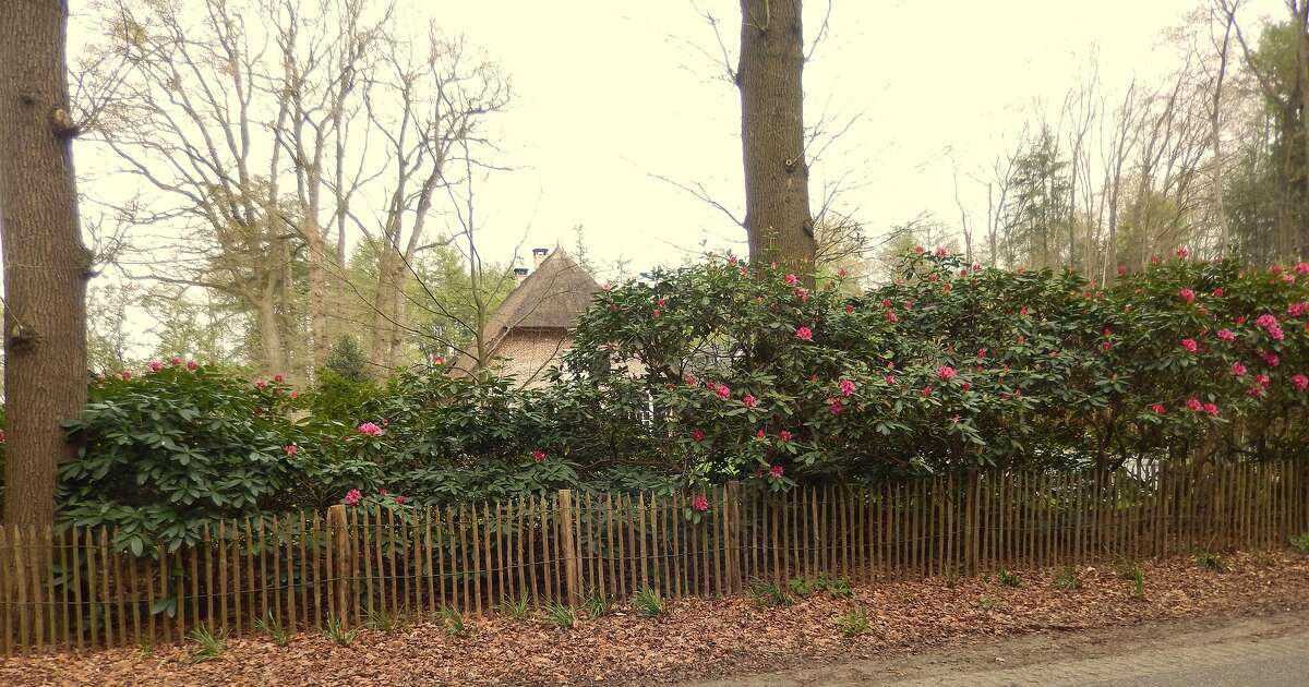 Prachtig die rododendrons bij voormalige boswachterswoning