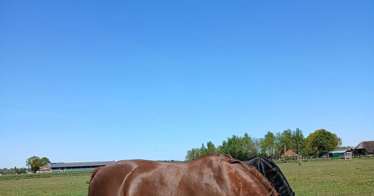 Bezoekersmiddag bij `t Olde Manegepeerd
