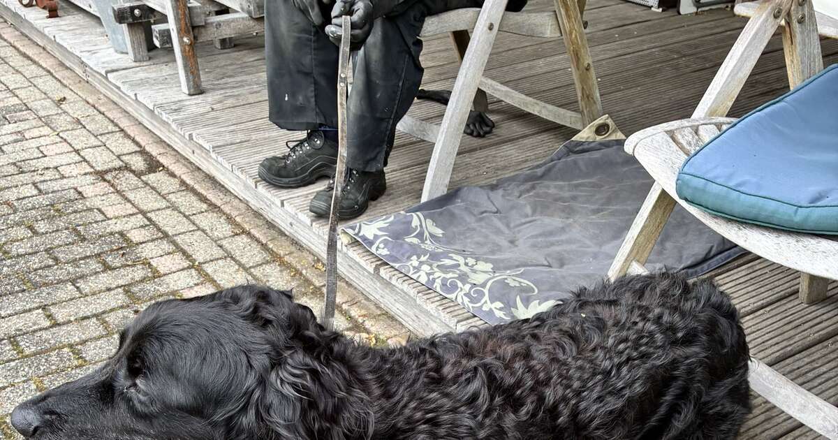 Deze hond is aankomen lopen