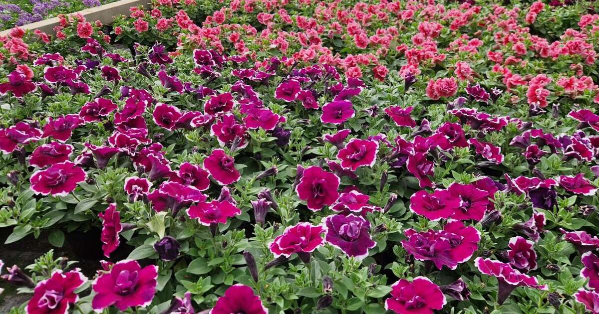 Hemelvaart geopend – maak van uw tuin een kleurrijke zomerplek