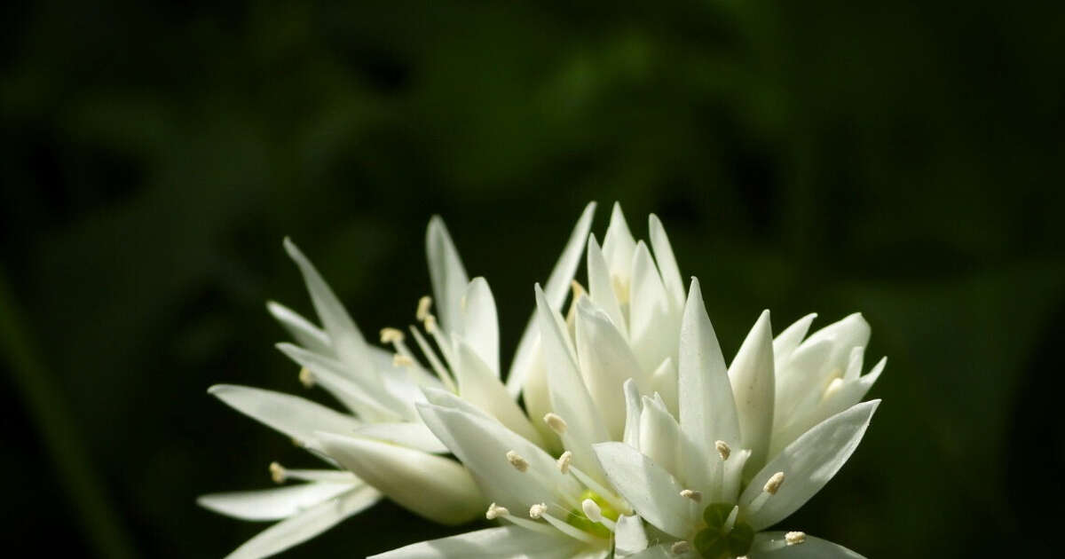 Deze bloemen kan je gewoon in de berm tegenkomen