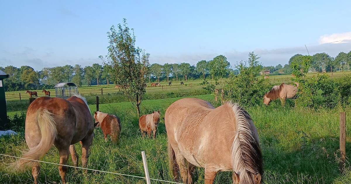 Zondag 29 juni weer bezoekersmiddag in Dalmsholte
