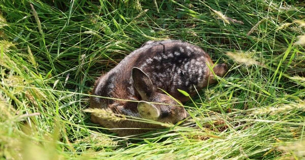 Faunadrone beschermt reejonkies