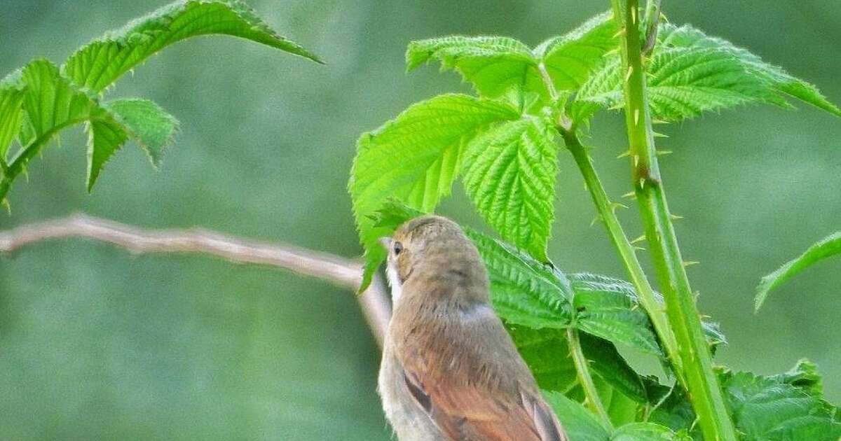 Een (kleine) variatie van de natuur