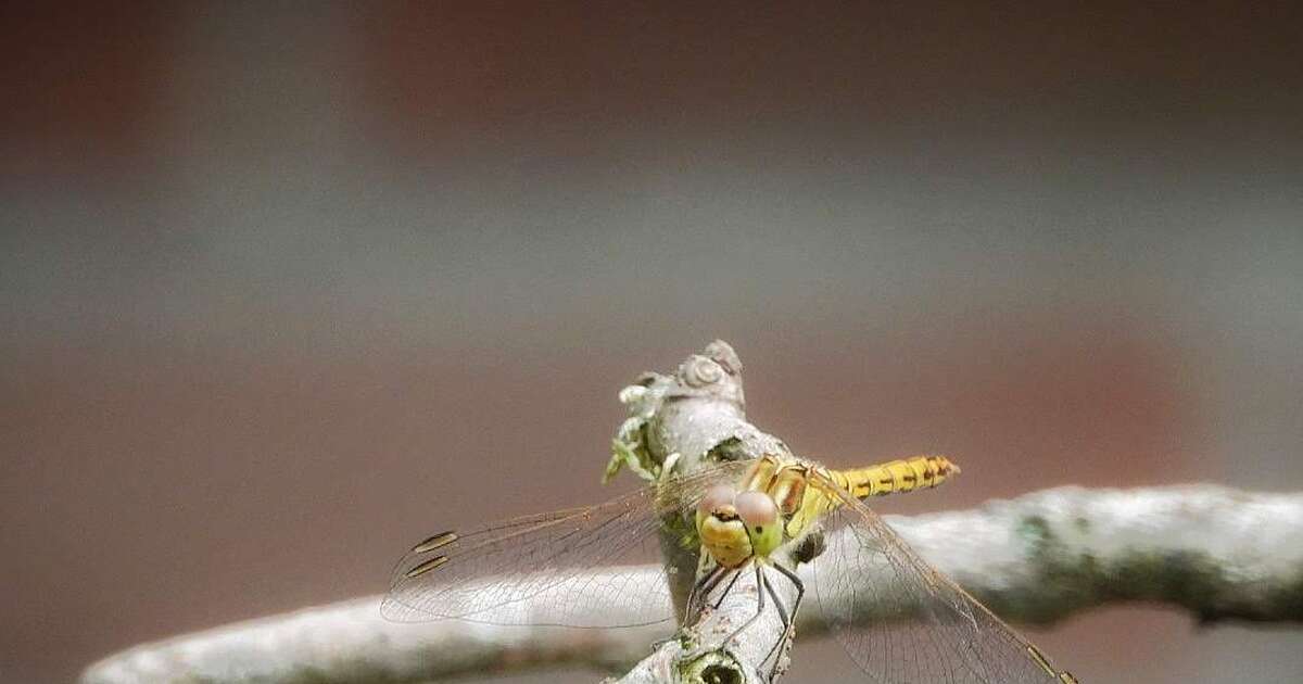 In de tuin is ook gewoon van alles te zien en mooi dichtbij