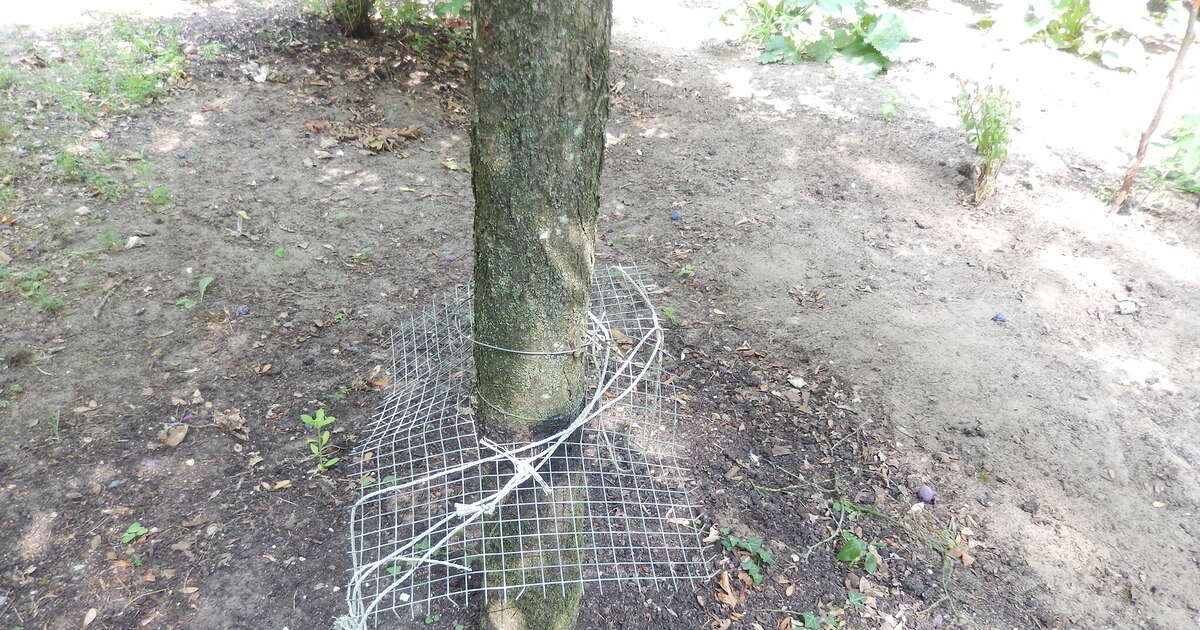 Ik laat mij niet op de kop zetten door een steenmarter