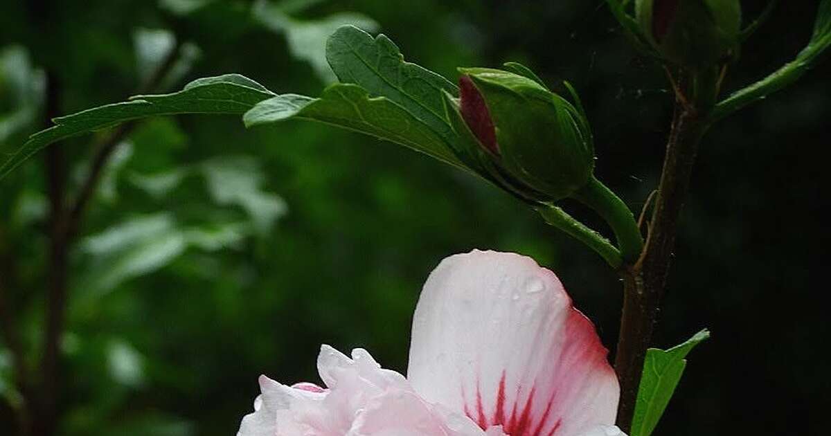 De natuur frist flink op