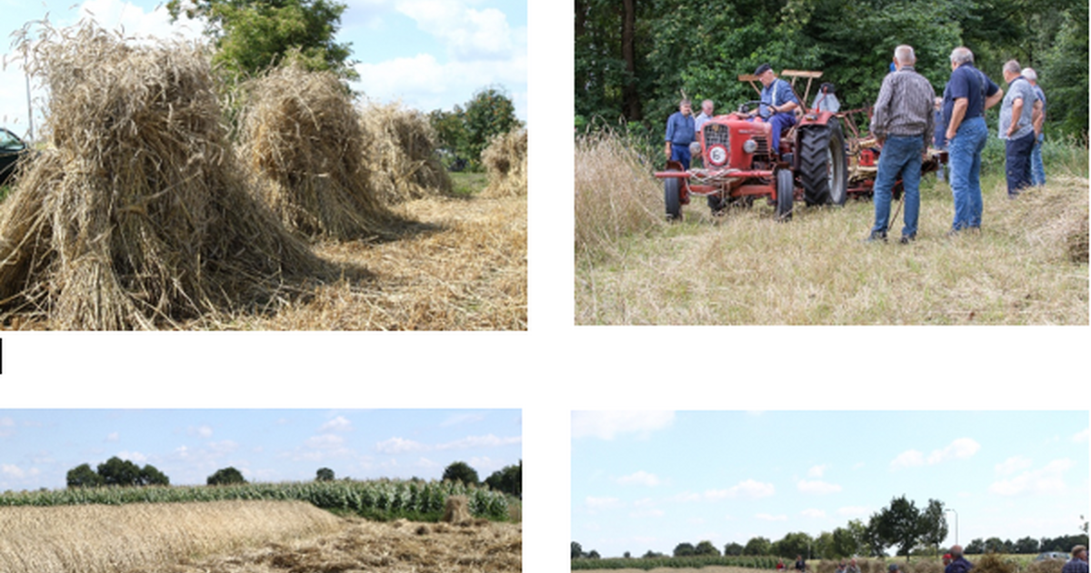 Rogge maaien…zoals vroeger, dat doen ze in Staphorst ook