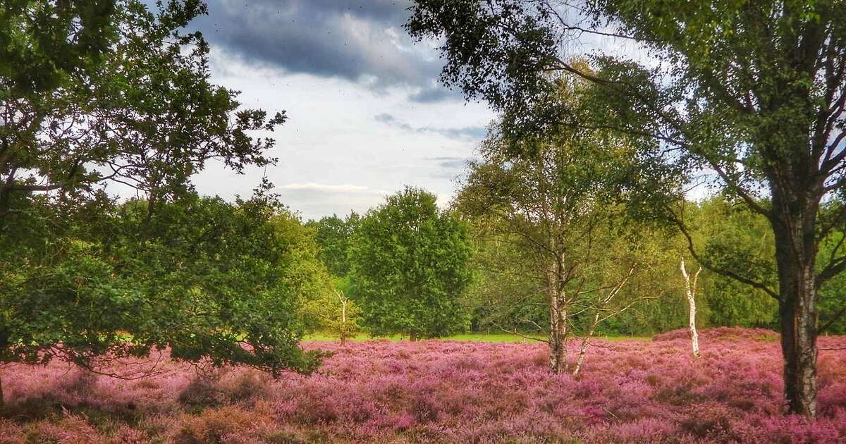 Met de fiets langs de bloeiende heide
