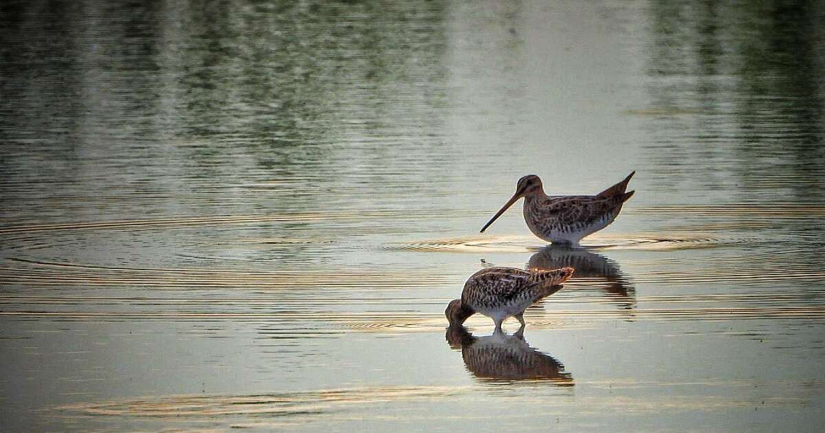Unieke waarneming van watersnip bij De Maat in Nieuwleusen