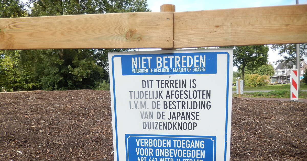 Bestrijden Japanse duizendknoop aan de Koesteeg