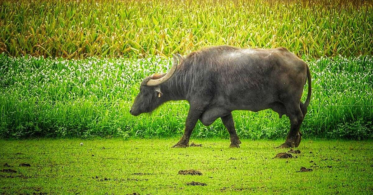 Bijzondere waterbuffels bij Oldemarkt
