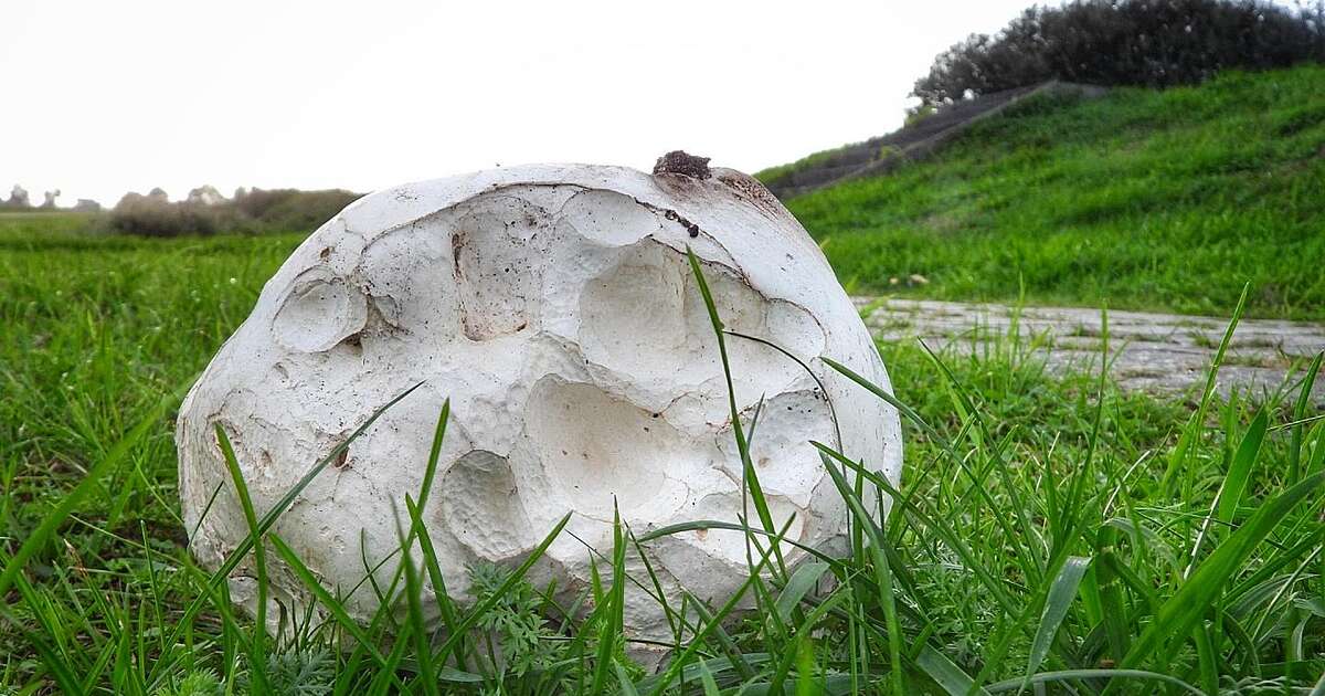 Femmie ontdekt een flinke kanjer in de natuur