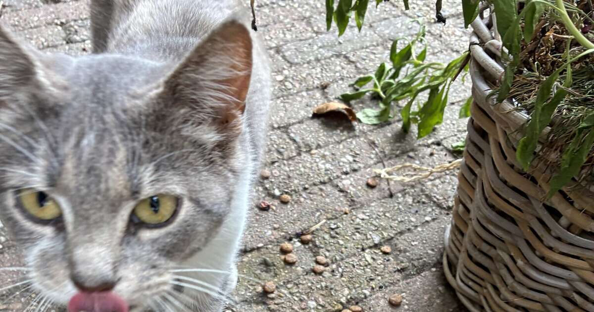 Tam grijs katje