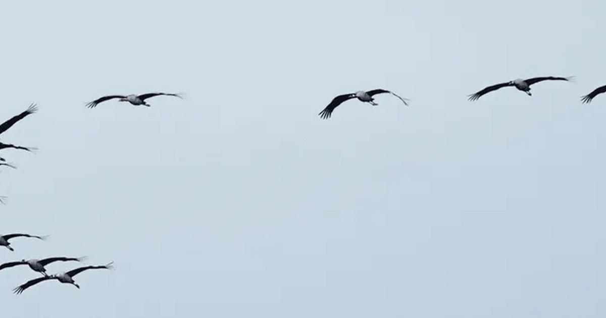 De kraanvogels komen er aan