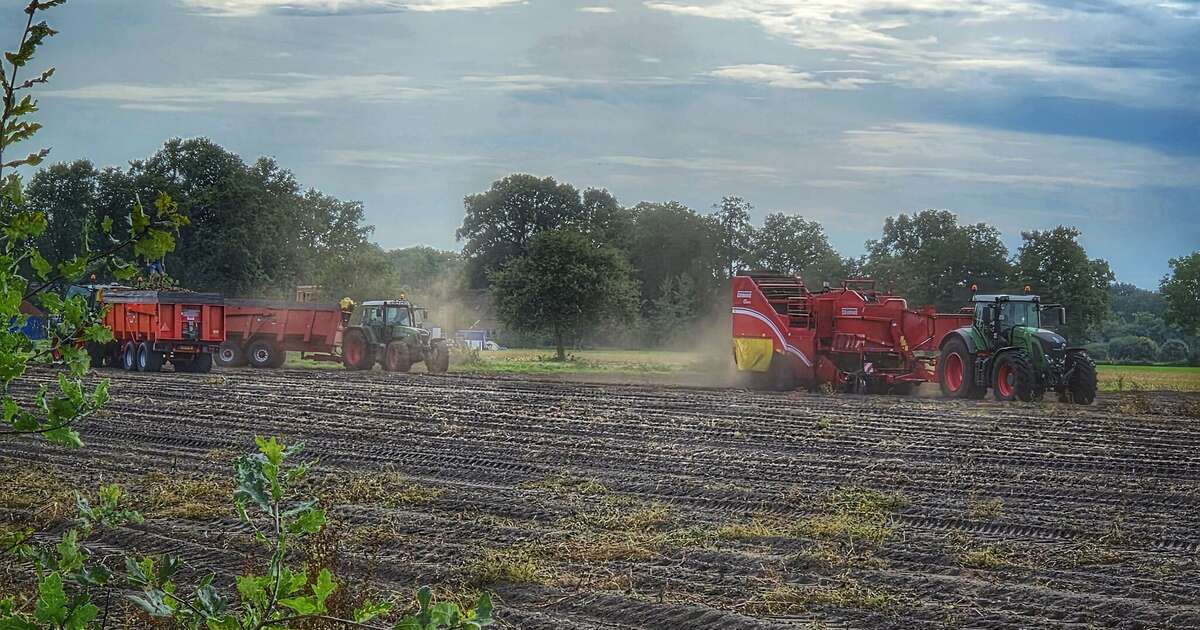 Aardappels rooien aan de Wethouder Bijkersweg
