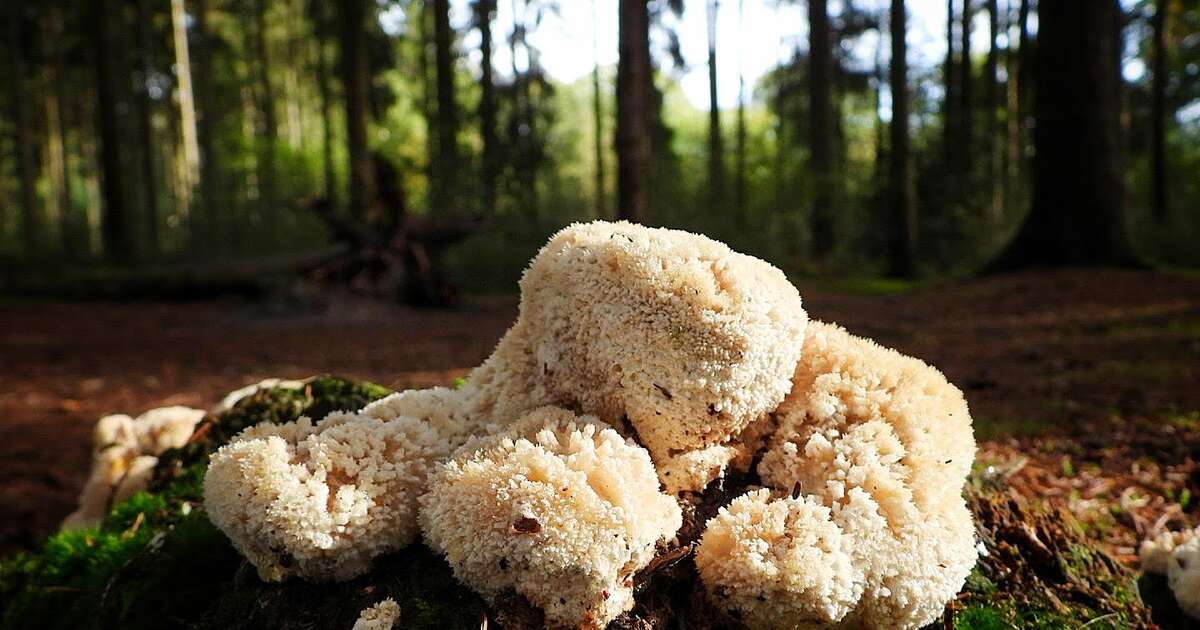 Volgende serie paddenstoelen bekeken met vier ogen