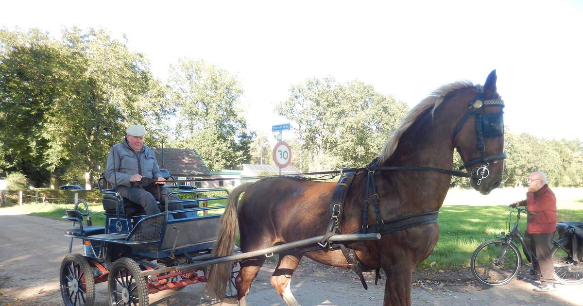 Anton Viskaal heeft weer een paard: ‘Hij kon echt niet zonder’