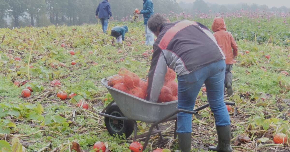 Pompoenenactie bij Overesch loopt als een speer