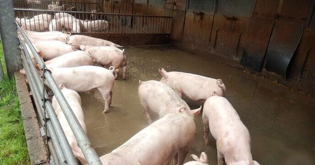 Gezellige drukte bij Overesch