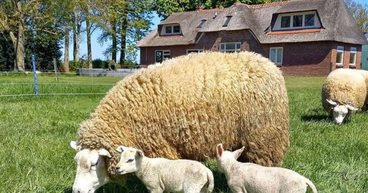 Er is een nieuw overlijdensbericht
