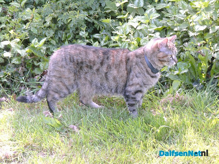 Vermist poes Samira