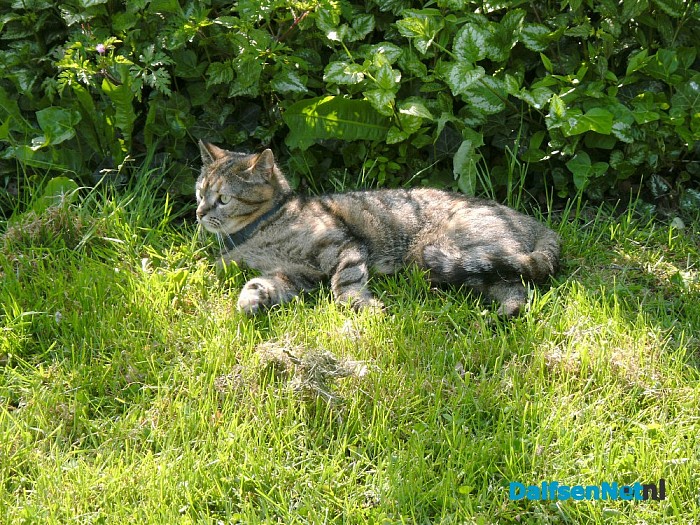 Vermist poes Samira