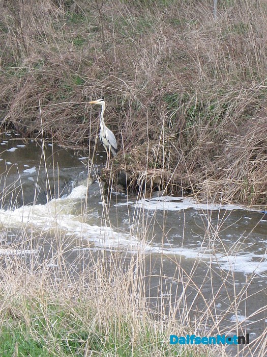 Dichter: reiger bij de vistrap en