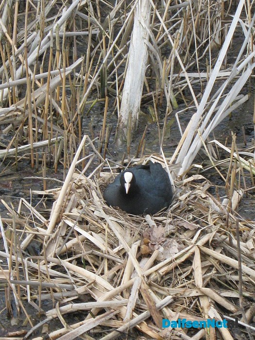 Dichter: reiger bij de vistrap en