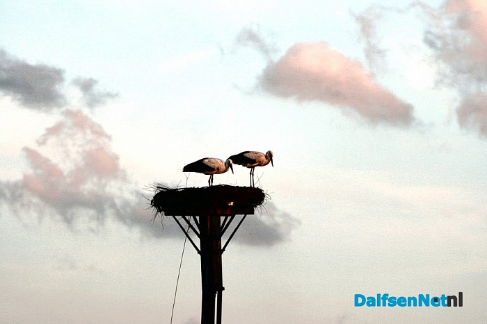 Toch ooievaars op het nest bij de brug ?