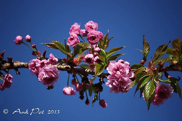 Eindelijk hebben we weer kleur in de natuur! - Foto: Ank Pot