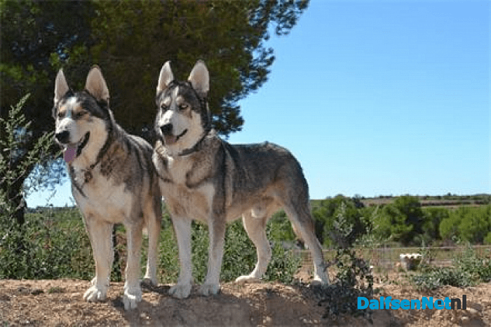 Baasje gezocht voor deze geweldige husky’s Tom&Tras!